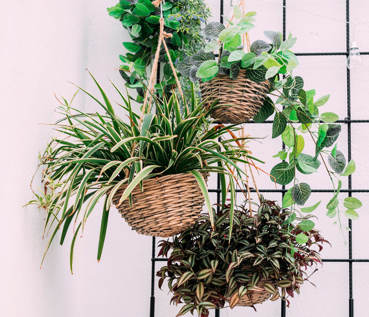 1659946313_plantas-colgantes.jpg