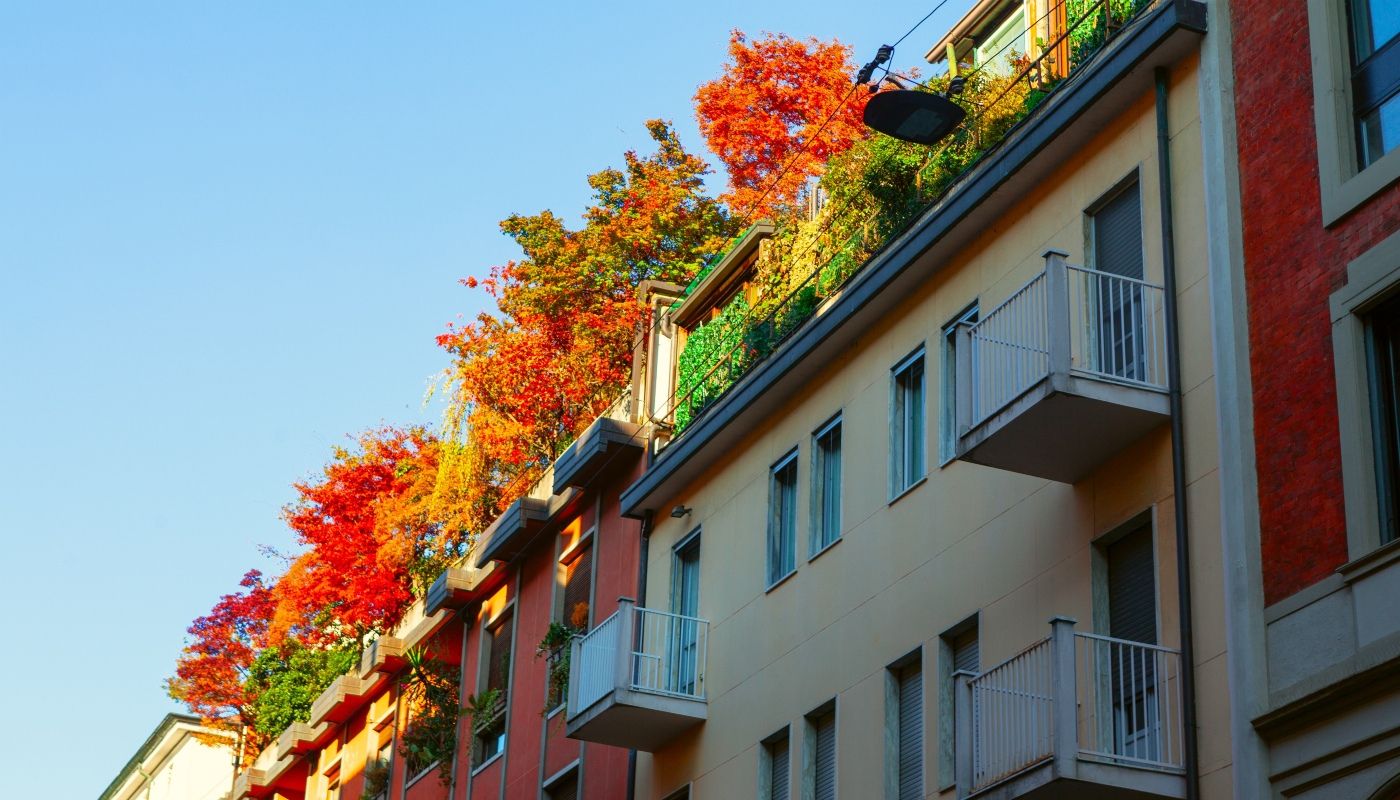 Árboles para terraza y áticos | Kronos Homes