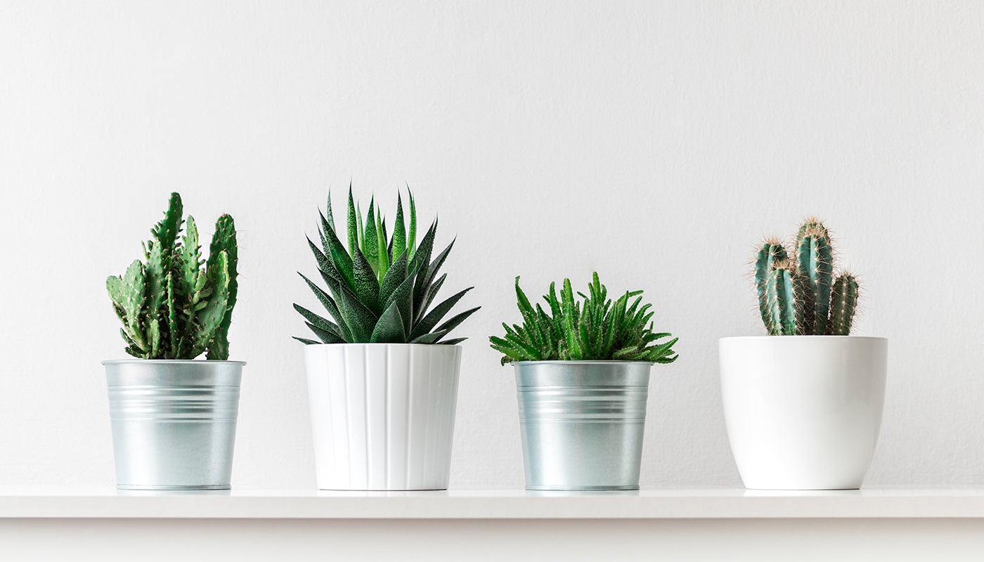 Plantas crasas y suculentas: la elegancia de la sencillez 